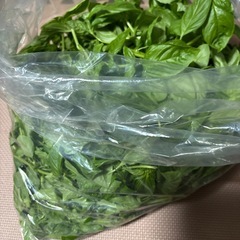 バジル　大量　　値下！の画像