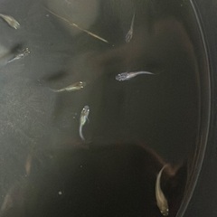 【取引中】選べる　メダカ　稚魚　10匹セット　500円〜の画像