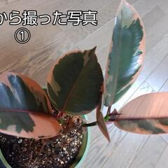 観葉植物🌿フィカス ルビー（ゴムの木）の画像