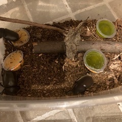 津市産天然カブトムシオスメスの画像