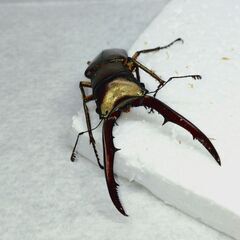 メタリフェルホソアカクワガタ 亜種サンギレンシス　幼虫3匹　雌雄不明の画像