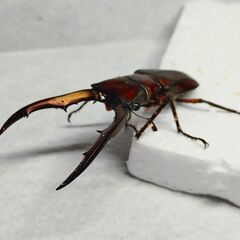 メタリフェルホソアカクワガタ 亜種サンギレンシス　幼虫3匹　雌雄不明の画像