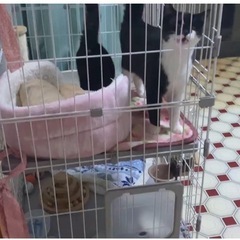 【定価18000円】幅広設計 自由組み合わせ 猫ドア付き　猫ゲージ の画像