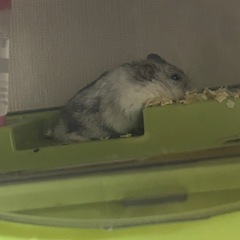 ハムスター
