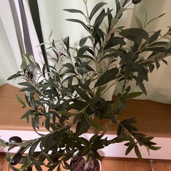 フェイクグリーン　オリーブの木の画像