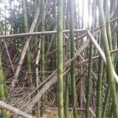 放置竹林の整備！竹林サポート