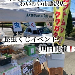 🌈わいわい市藤沢店にて昆虫くじイベント開催✨