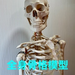全身骨格模型 等身大 170cmの画像