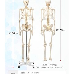 全身骨格模型 等身大 170cmの画像