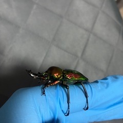 ニジイロクワガタ　トリオ　レッド系統の画像