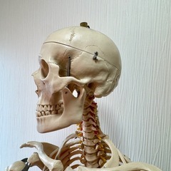全身骨格模型 等身大 170cmの画像