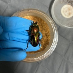 ニジイロクワガタ　トリオ　レッド系統の画像
