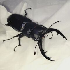 アマミノコギリクワガタ　♂単品 50mm　後食(7/10) 済みの画像