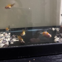金魚三匹100円の画像