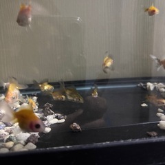 金魚三匹100円の画像