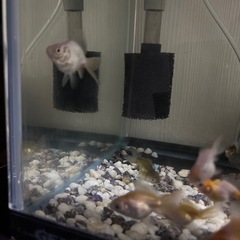 金魚三匹100円の画像