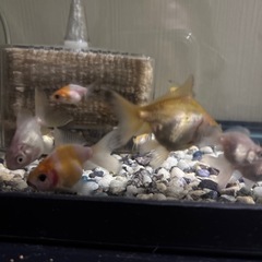 金魚三匹100円の画像