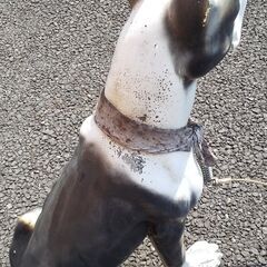犬の置物の画像