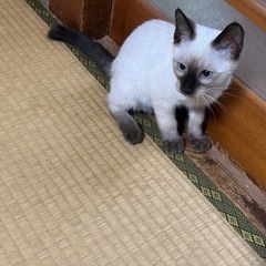 元気なシャム柄子猫