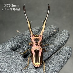 【即ブリ】メタリフェルホソアカクワガタ　オス単品の画像