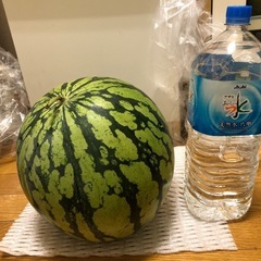 スイカ🍉の画像