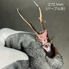 【即ブリ】メタリフェルホソアカクワガタ　オス単品②の画像