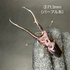 【即ブリ】メタリフェルホソアカクワガタ　オス単品③の画像
