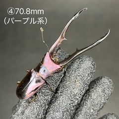 【即ブリ】メタリフェルホソアカクワガタ　オス単品④の画像