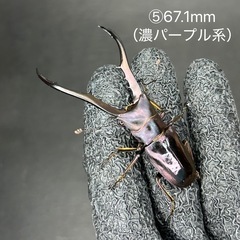 【即ブリ】メタリフェルホソアカクワガタ　オス単品⑤の画像
