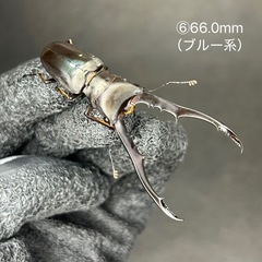 【即ブリ】メタリフェルホソアカクワガタ　オス単品⑥の画像