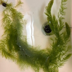
マツモの画像