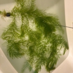 
マツモの画像