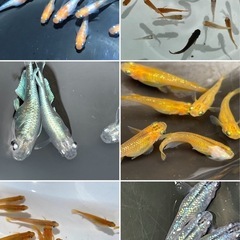 ミックスメダカ50匹　稚魚サイズの画像