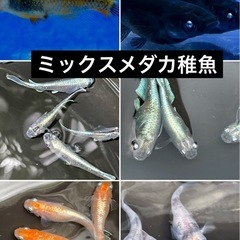 ミックスメダカ50匹　稚魚サイズの画像