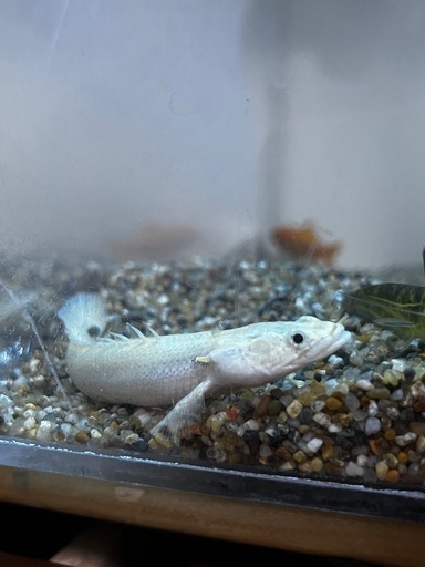 プラチナエンドリケリー