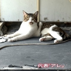 急な 引越しで育てられません