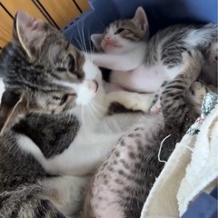 子煩悩な盲目のママ♡一段ケージ飼育をお願いします