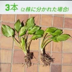 ギボウシ 苗 白斑 ★ ホスタ 擬宝珠 宿根草 多年草 植物 ガーデニング ビオトープ メダカの画像