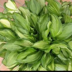 ギボウシ 苗 白斑 ★ ホスタ 擬宝珠 宿根草 多年草 植物 ガーデニング ビオトープ メダカの画像