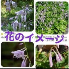 ギボウシ 苗 白斑 ★ ホスタ 擬宝珠 宿根草 多年草 植物 ガーデニング ビオトープ メダカの画像