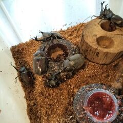 カブトムシ　♂♀ペア　野外採集品_埼玉県産（6/27採集）　の画像