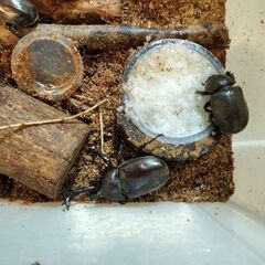 カブトムシ　♂♀ペア　野外採集品_埼玉県産（6/27採集）　の画像