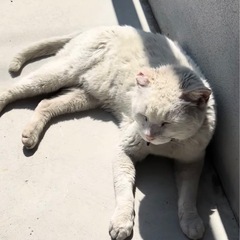 白猫　メス　10歳