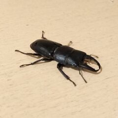 ヒラタクワガタ♂単品　45mm　野外採集品_東京都杉並区　7月上旬の画像
