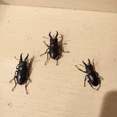 ノコギリクワガタ♂♂♂　野外採集品_埼玉県産　7月上旬の画像