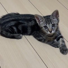 譲渡決定　キジ兄妹　アメショ柄の女の子 - 大阪市