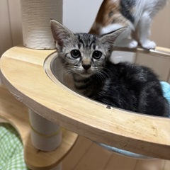 譲渡決定　キジ兄妹　アメショ柄の女の子 − 大阪府