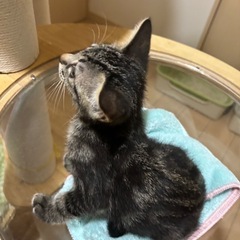 譲渡決定　キジ兄妹　アメショ柄の女の子 - 里親募集