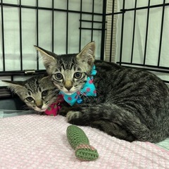 譲渡決定　キジ兄妹　アメショ柄の女の子 - 猫