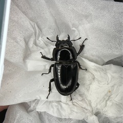 イキヒラタクワガタ　特大ペアの画像